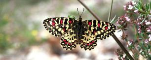 Butterfly with red and yellow markings on wings.