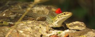 Lizard with speckled markings, perched on a rock.