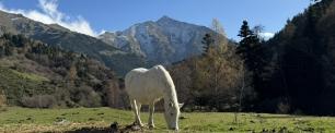 White horse grazing in a green pasture with mountains in the background.