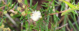 Acacia ulicifolia. Foto: cirolana, iNaturalist CC-BY-NC.