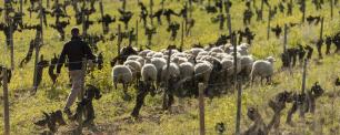 Ovelles pasturant entre les vinyes de Família Torres