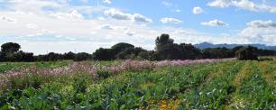 Horta amb intercropping floral a VerdCamp Fruits
