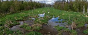 Aerial view of a marsh with lush green grass and trees.