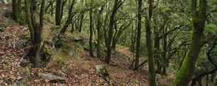 Forest with lush green trees and brown fallen leaves.