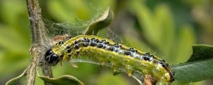 Caterpillar on a plant with a web.