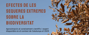 Brown leaves against a blue sky, text overlay in Catalan.