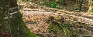 Stump in a sunny forest with lush green moss and foliage.