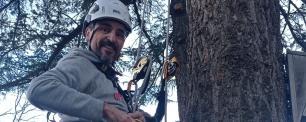 Man climbing a tall tree with safety harness.