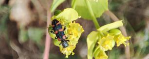 Bug with orange stripes on a yellow flower.