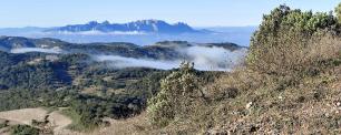 Scenic view of hills with trees, a fog bank, and a distant mountain range.
