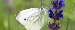 White butterfly feeding on a purple flower.