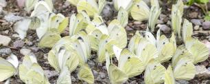 Group of white butterflies resting on a gravel ground.