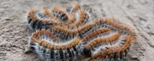 Caterpillars with orange and black stripes huddled together on the ground.
