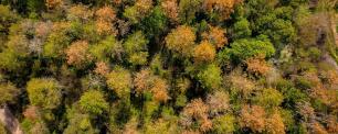 Aerial view of a lush forest, with mix of green and brown foliage.