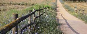 A dirt road stretches between fields, with a wooden fence and wildflowers in view.