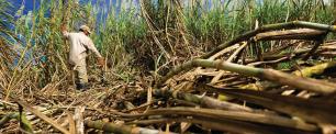 Man walking through sugarcane field.