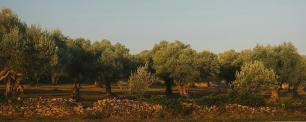 Olive trees in a field, under a clear blue sky.