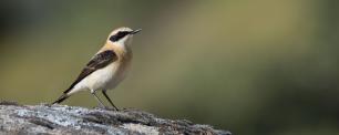 A small bird with a black and white wing perched on a rock.