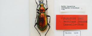 A beetle specimen on white background, with labels.