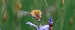 Bee-fly hovering over a purple flower.