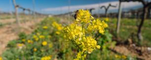 Yellow wildflowers in a vineyard, blue sky.