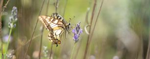 Butterfly on a lavender flower.