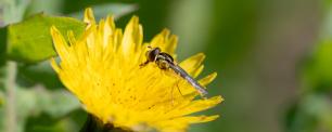 A small fly on a bright yellow dandelion.