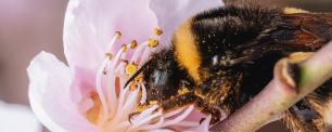 Close-up of a bee pollinating a pink flower.