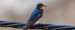 Swallow bird perched on a black wire, close-up.