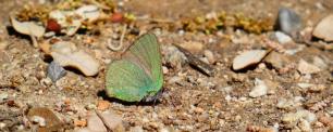 Green butterfly on the ground.