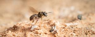 Bee taking flight from sandy ground.