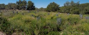 Field of young trees protected by tubes.