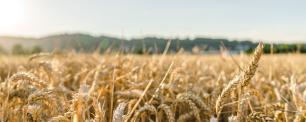 Close-up of a wheat field, illuminated by the sun.