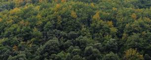 Montseny_Galdric Mossoll