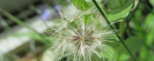 Fruit Longirostris