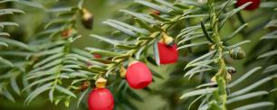 Taxus baccata