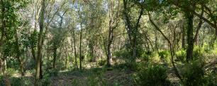 Bosc mediterrani, imatge: Galdric Mossoll