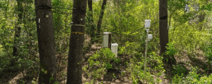 Un bosque digital y cuatro tecnologías punteras para monitorizar el agua de los árboles en el Mediterráneo