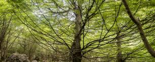 arbre