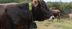 Vaca de l'albera amb collar GPS, imatge Galdric Mossoll