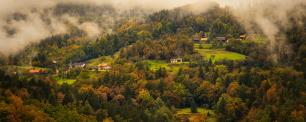 Forest in slovenia