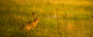 Liebre europea. Public Domain