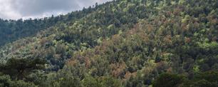 Bosc sequera_Galdric Mossoll