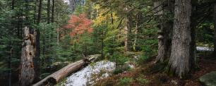 Bosc madur, imatge Galdric Mossoll