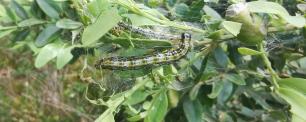 Eruga del Boix (Cydalima perspectalis), AlertaForestal CREAF