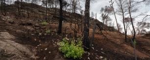 Bosque quemado y empapado por la lluvia. Imagen: Galdric Mossoll