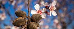Flors d'ametller obertes acompanyant els fruits secs de la temporada passada. Imatge: leolo212 (Pixabay)