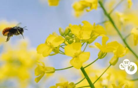 Una abella vola prop d'unes flors grogues, amb cel blau.