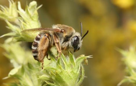 Abeja (Eucera tricincta).