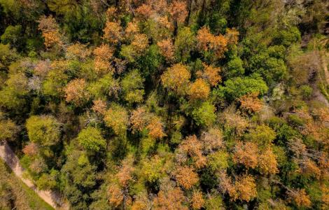 Bosc afectat per la sequera